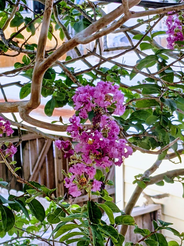 Pink crepe myrtle flowers